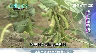 日人最愛毛豆在台灣！旗山農夫變富豪