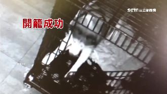 聰明哈士奇開籠子　「率眾」逃離醫院