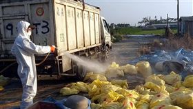 嘉義烏骨雞染禽流感 撲殺885隻
嘉義縣朴子市一處烏骨雞養禽場確診感染H5高病原性，
嘉義縣家畜疾病防治所15日立即採取撲殺清場作業，撲
殺885隻烏骨雞，並進行清潔消毒，防止疫情擴大。
（嘉義縣政府提供）
中央社記者黃國芳傳真　106年2月15日