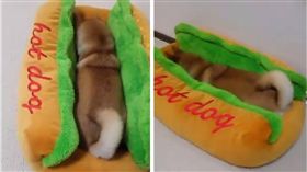 寵物,柴犬,狗,毛小孩,熱狗堡 圖／翻攝自臉書