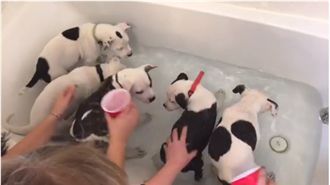 五隻毛小孩第一次洗澡　快喝光浴缸水