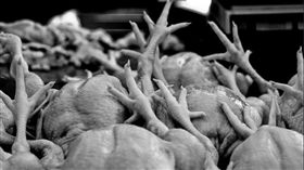 病死雞／Flickr
https://www.flickr.com/photos/mr_kong_t_0927/8232959514/in/photolist-dxw52Q-9ZLXJZ-4bQWYS-afm4dw-isBgd6-995Cxt-6i9mS5-nq21yb-nEYbUu-maDLY4-63sdfw-5bWZgD-5Ns28L-Nxov3-2AKxUz-6XMgDm-8mkufV-STmzC-2AKtic-5M6M8D-2hW6GC-ao9zxz-9YjF46-9YjCyK-9YjV6B-9YjAvr-9Yjgkp-9YjeU6-9YnvwQ-9Ynn4b-2ruHKF-9eCLjJ-ogcCTi-ovEK7m-dYLYZU-dEYPbF-ogcXx4-dMqnik-dQGbRb-dV38fs-79W2MG-dYLZo5-ogd3Bm-ofwFD8-dRyPGV-cL7Cb1-pE7S7G-5Dqjuq-5kE88k-91Tm5p