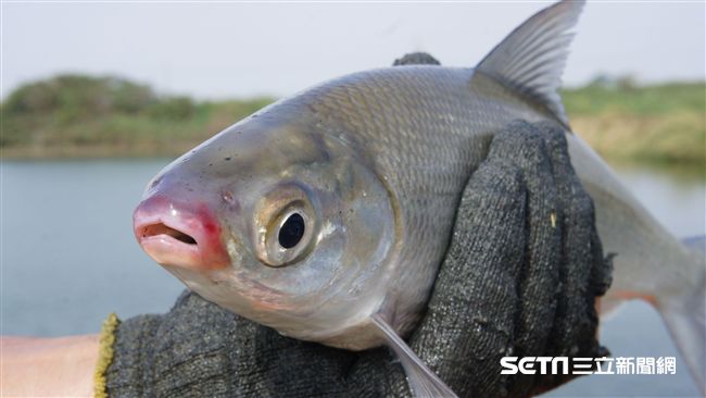 魚也會抹口紅？無毒胭脂魚在布袋