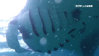 這啥！花蓮漁民捕獲超大「稀有物種」