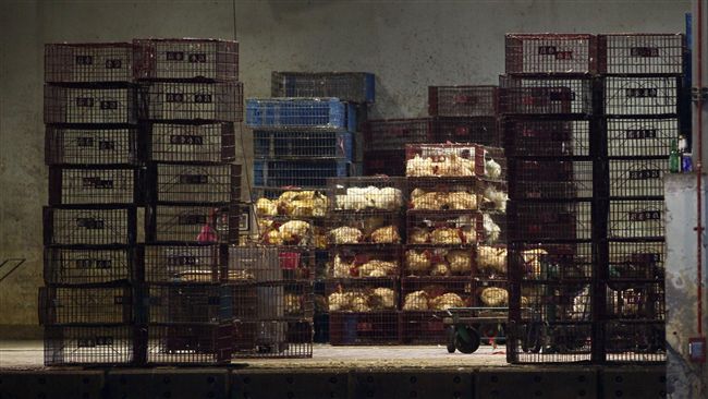 官員：H5N6在陸致死率勝SARS