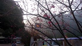 泰安,櫻花,交通,交管
圖／中央社