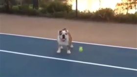 16:9
影／一定是單身狗！鬥牛犬放生主人　屁顛顛找路邊美女玩
圖／翻攝自theworldofbullies IG
https://www.instagram.com/p/BQl34ibhlTf/