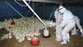 每次發生禽流感政府只會發錢補貼既存業者，如果認為這就能解決問題，那麼冬季禽流感的發生只是一種必然，不是偶然。