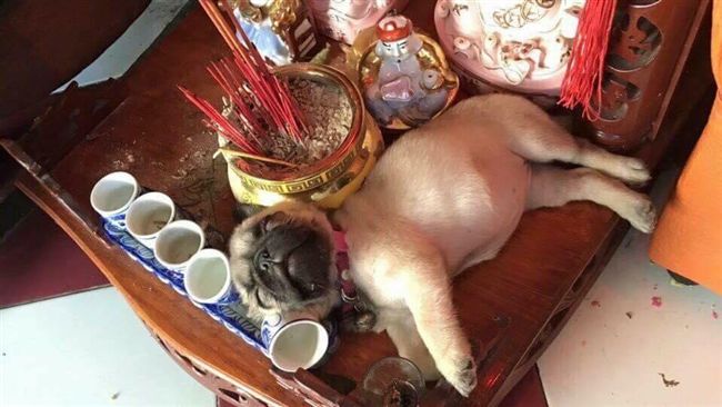 法鬥偷吃供品醉倒神桌　模樣笑翻眾人