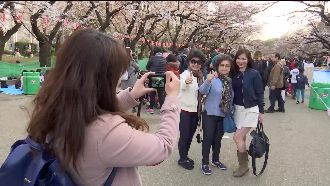 紫藤花+櫻花季　日賞櫻團下殺1萬5