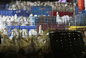 －禽流感－市場－雞－鴨－鵝－禁宰－禁運－圖／中央社