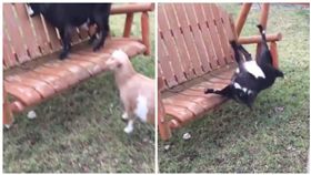 搖椅，羊，跌倒（圖／翻攝自Pretty 52臉書）