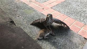 圖／老鷹生擒巨鼠！霸氣停餐廳要…