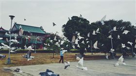 鴿子 圖／翻攝自liangy722,IG