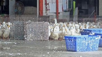 確診染禽流感　宜蘭撲殺2800隻鴨