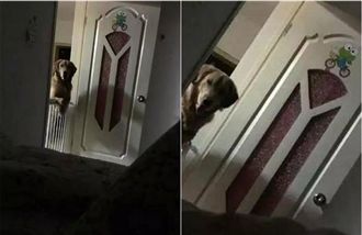 狗狗每晚盯主人睡　背後真相令人鼻酸