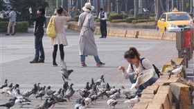 禽流感,鴿子,H5N6,防疫,疾管署,農委會 圖／記者林敬旻攝