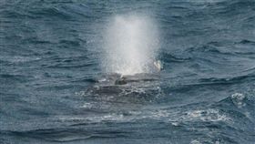 超罕見大翅鯨現身七星潭外海（圖／取自多羅滿賞鯨公司官網）