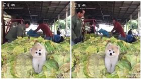 中國大陸，博美狗，狗（圖／翻攝自臉書）