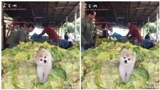 博美狗歪頭吐舌顧菜攤　萌翻千萬網友