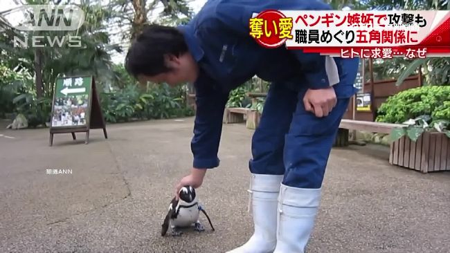 愛上人！日動物園上演「後宮企鵝傳」