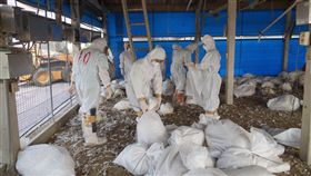 -禽流感-火雞場-圖/中央社