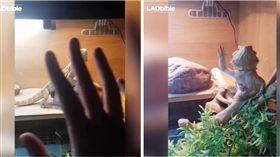 蜥蜴,打招呼,揮手　圖／翻攝自臉書