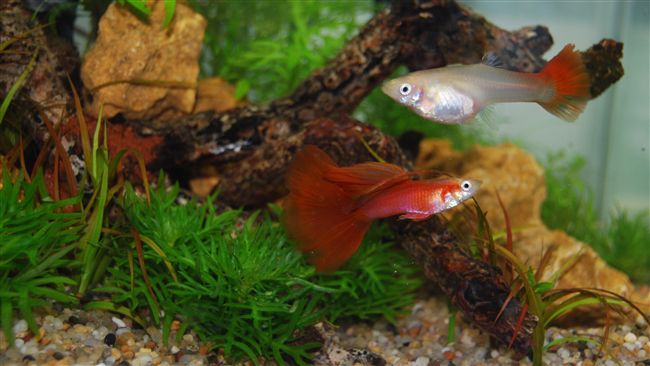 孔雀魚是大肚魚？交配球魚生孔雀球？