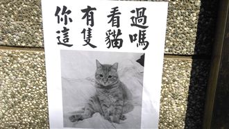 看過這隻貓？以為尋貓啟事　看完發火