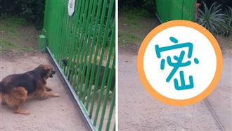 狗狗猛叫囂想打架　門開後竟變這樣…