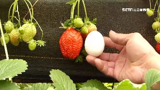 暖冬雨少長得好　草莓竟比雞蛋還大