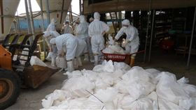 台南蛋雞場傳禽流感　撲殺逾7千隻
台南市下營區1處蛋雞場19日確診為H5N2高病原性禽流
感，成為台南市第3處確診的案場，動保處再次啟動防
疫處置作業，完成撲殺7782隻蛋雞。
（台台南市動保處提供）
中央社記者楊思瑞台南傳真  106年2月19日