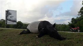 馬來貘,生命,跡象,屍體,舌頭,尾巴,尿布,世界馬來貘日,World Tapir Day 圖／World Tapir Day臉書https://goo.gl/FbGDqG