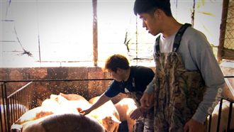 山豬豬舍尋五爪豬神　竟成了野豬騎士