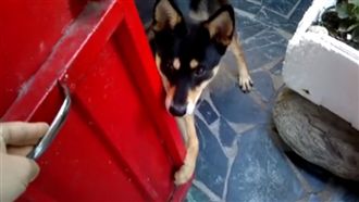 主人出門不帶牠　愛犬直接霸氣擋門