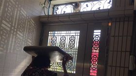 貓,貓咪,喵星人,阿嬤,爬高/爆廢公社