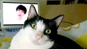 寵物滔客(圖片版權屬於滔客線上雜誌)