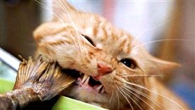 寵物滔客(圖片版權屬於滔客線上雜誌)