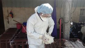 嘉義縣朴子烏骨雞3禽場及東石雞鴨鵝混養2禽場，分別感染H5N2及H5N6高病原性禽流感，共撲殺1564隻雞鴨鵝，禽場半徑1公里內移動管制31場，持續採樣送驗。（嘉義縣政府提供）