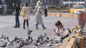 禽流感,鴿子,H5N6,防疫,疾管署,農委會 圖／記者林敬旻攝