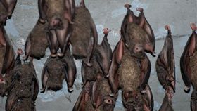 蝙蝠。▲圖／攝影者PROThomas Quine, flickr CC License 
https://www.flickr.com/photos/quinet/5705635253/