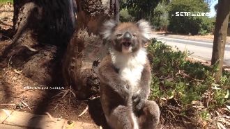 影／無尾熊對罵竟這樣　嚎啕後還燒聲