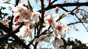 阿里山花季　圖／翻攝自kirikawa,IG