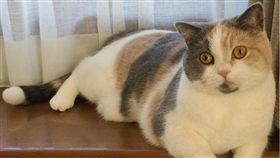 ▲短毛貓Nikki。（圖／翻攝自yanagina.k instagram）