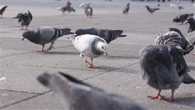 禽流感,鴿子,H5N6,防疫,疾管署,農委會 圖／記者林敬旻攝