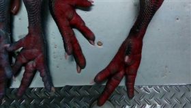 得了H5N6的禽鳥會皮下出血？（擷取自網路）