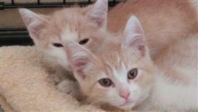 （圖／翻攝自The DODO）