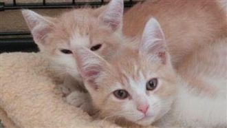 貓兄弟分別被領養後　竟因主人再重逢