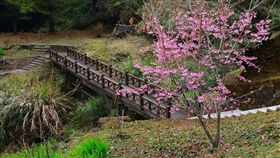 ▲阿里山櫻花。（圖／公路總局提供）