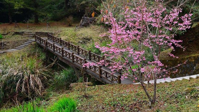 阿里山山櫻花開6成　搭車上山享優惠